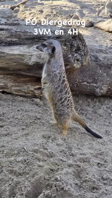 Op maandag 2 maart waren onze leerlingen van 3 vmbo en 4 Havo voor hun PO (=praktische opdracht) Diergedrag 🦒in Blijdorp. Zij moesten hier het gedrag van een diersoort 🐧observeren. Verder bestudeerden zij het gedrag van twee dieren 🦈🐘van dezelfde soort. Zij vergeleken hun bevindingen en leerden kijken naar verschillen en overeenkomsten in gedrag. Tot slot verbonden zij hier conclusies aan op basis van hun observaties. Het was een leerzame dag met prachtig weer 🌞🌞🌞
#blijdorp #diergedrag #observeren #praktischeopdracht #daltoncollege